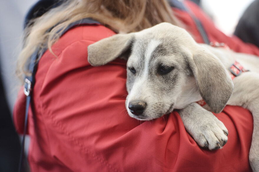 Ημέρα Υιοθεσίας Pet City: Πάνω από 100 σκυλάκια έχουν βρει τις παντοτινές τους οικογένειες