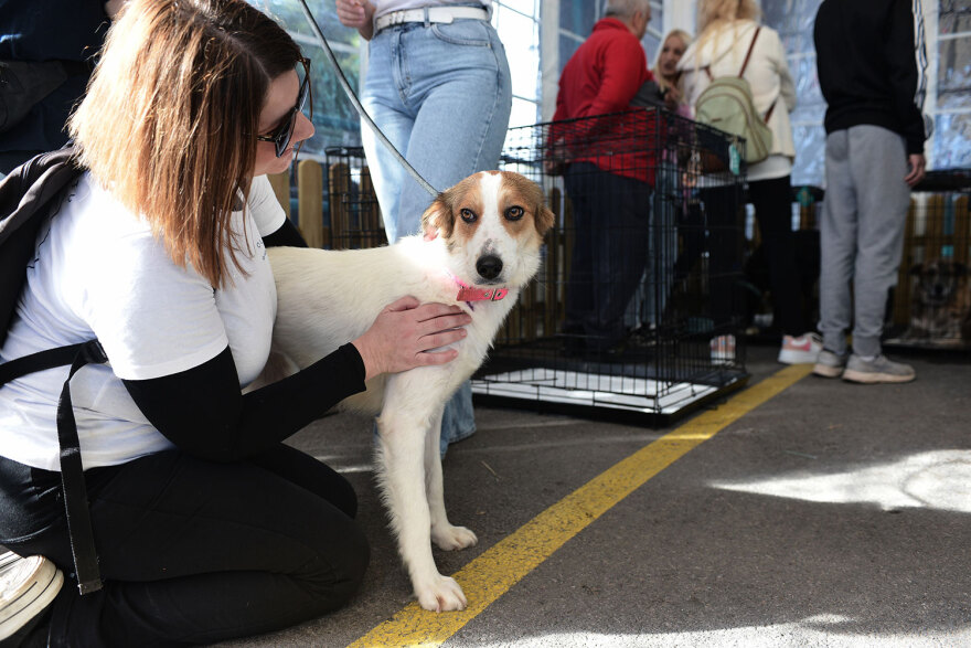 Ημέρα Υιοθεσίας Pet City: Πάνω από 100 σκυλάκια έχουν βρει τις παντοτινές τους οικογένειες