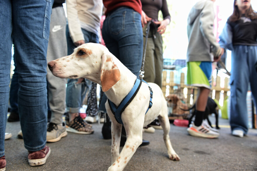 Ημέρα Υιοθεσίας Pet City: Πάνω από 100 σκυλάκια έχουν βρει τις παντοτινές τους οικογένειες