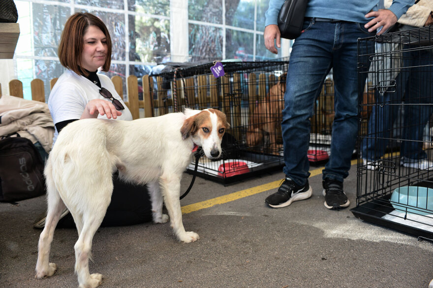 Ημέρα Υιοθεσίας Pet City: Πάνω από 100 σκυλάκια έχουν βρει τις παντοτινές τους οικογένειες