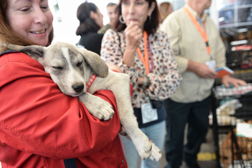 Ημέρα Υιοθεσίας Pet City: Πάνω από 100 σκυλάκια έχουν βρει τις παντοτινές τους οικογένειες