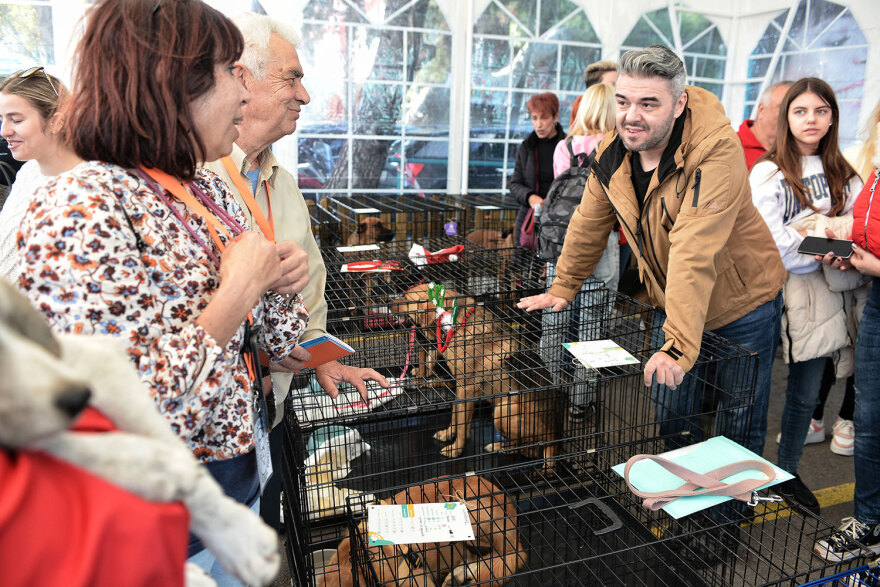 Ημέρα Υιοθεσίας Pet City: Πάνω από 100 σκυλάκια έχουν βρει τις παντοτινές τους οικογένειες