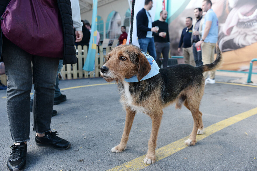 Ημέρα Υιοθεσίας Pet City: Πάνω από 100 σκυλάκια έχουν βρει τις παντοτινές τους οικογένειες