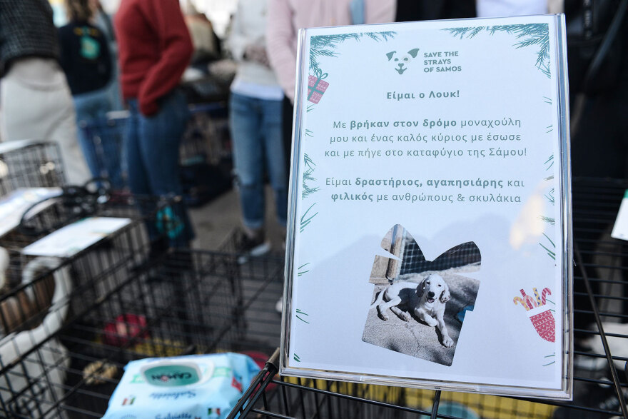 Ημέρα Υιοθεσίας Pet City: Πάνω από 100 σκυλάκια έχουν βρει τις παντοτινές τους οικογένειες