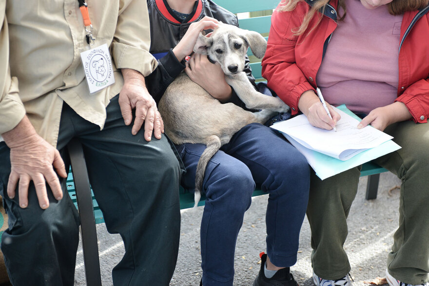 Ημέρα Υιοθεσίας Pet City: Πάνω από 100 σκυλάκια έχουν βρει τις παντοτινές τους οικογένειες
