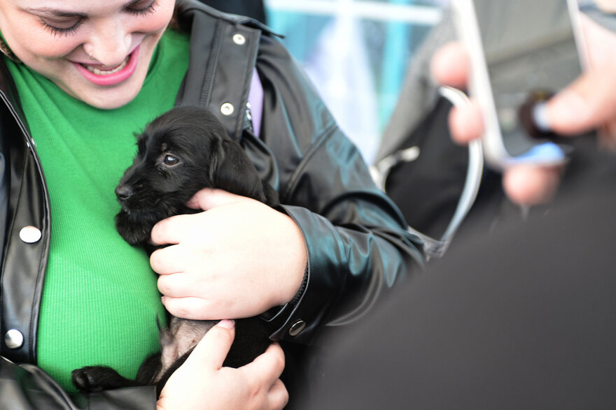 Ημέρα Υιοθεσίας Pet City: Πάνω από 100 σκυλάκια έχουν βρει τις παντοτινές τους οικογένειες