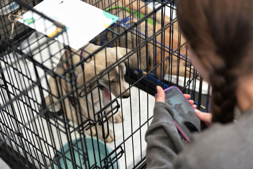Ημέρα Υιοθεσίας Pet City: Πάνω από 100 σκυλάκια έχουν βρει τις παντοτινές τους οικογένειες