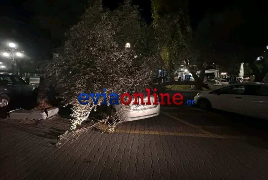 Κακοκαιρία Bettina: Θυελλώδεις άνεμοι στο κέντρο της Χαλκίδας - Δέντρα ξεριζώθηκαν και έπεσαν σε οχήματα 