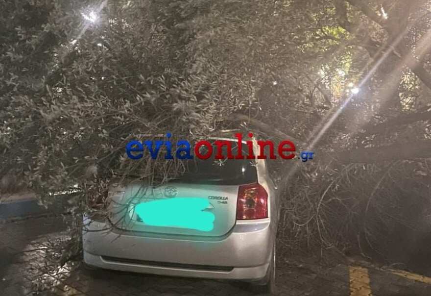 Κακοκαιρία Bettina: Θυελλώδεις άνεμοι στο κέντρο της Χαλκίδας - Δέντρα ξεριζώθηκαν και έπεσαν σε οχήματα 