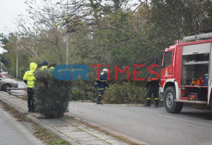Κακοκαιρία Bettina: Ξεριζώθηκε πλάτανος και καταπλάκωσε δυο αυτοκίνητα στην Άνω Πόλη