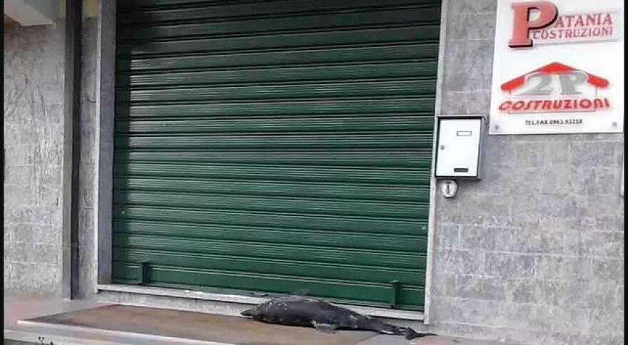 Ιστορίες φρίκης από τη δίκη-μαμούθ της Ντραγκέτα: H χήρα που έγινε τροφή για γουρούνια και ο εκβιασμός με νεκρό δελφίνι