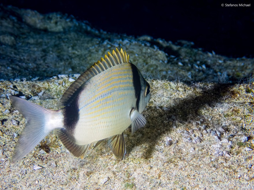 «Ο κόσμος της θάλασσας»: Ένα βιβλίο-ταξίδι στους κρυμμένους θησαυρούς της Μεσογείου