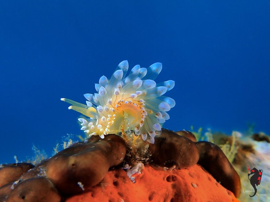 «Ο κόσμος της θάλασσας»: Ένα βιβλίο-ταξίδι στους κρυμμένους θησαυρούς της Μεσογείου