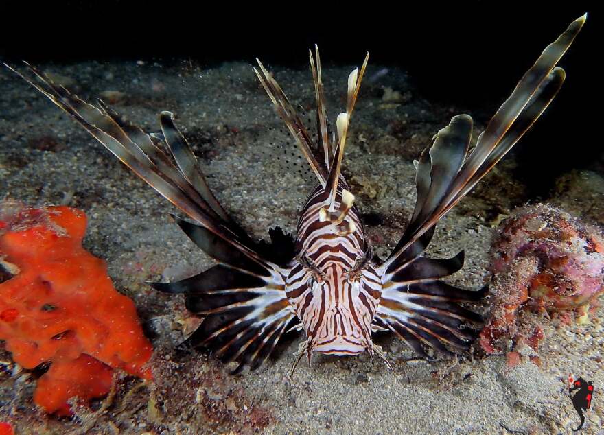 «Ο κόσμος της θάλασσας»: Ένα βιβλίο-ταξίδι στους κρυμμένους θησαυρούς της Μεσογείου