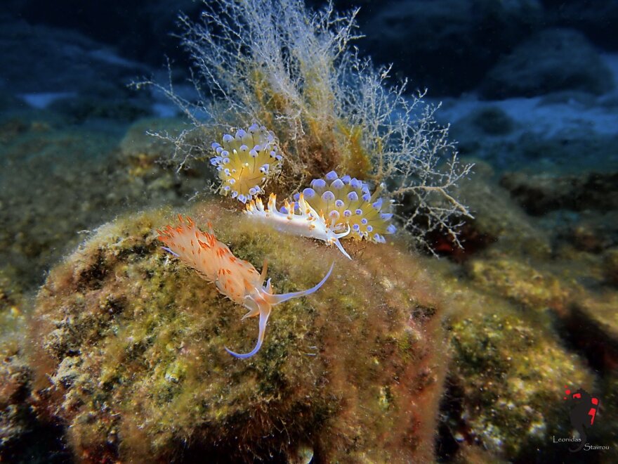 «Ο κόσμος της θάλασσας»: Ένα βιβλίο-ταξίδι στους κρυμμένους θησαυρούς της Μεσογείου