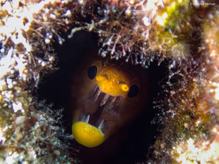 «Ο κόσμος της θάλασσας»: Ένα βιβλίο-ταξίδι στους κρυμμένους θησαυρούς της Μεσογείου