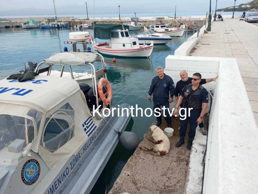 Ισθμός: Λιμενικοί διέσωσαν σκύλο που έπεσε στο κανάλι – Δείτε φωτογραφίες