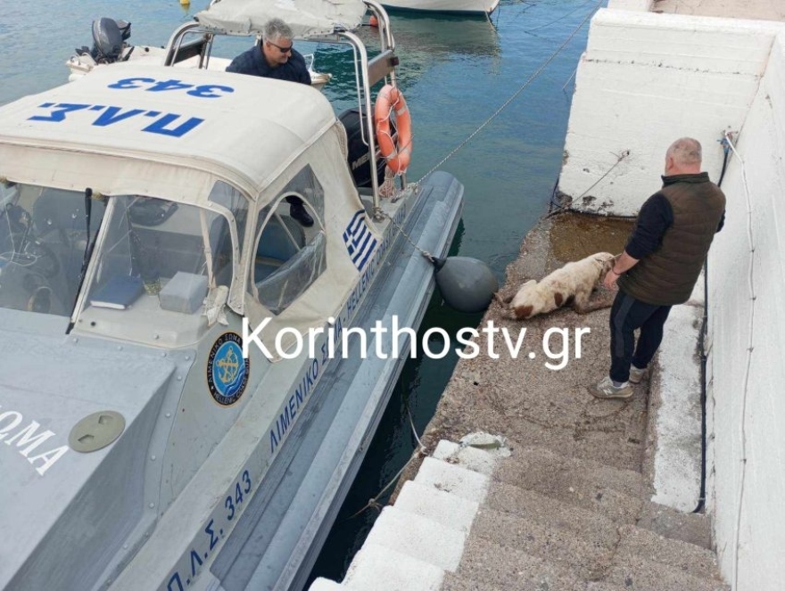 Ισθμός: Λιμενικοί διέσωσαν σκύλο που έπεσε στο κανάλι – Δείτε φωτογραφίες