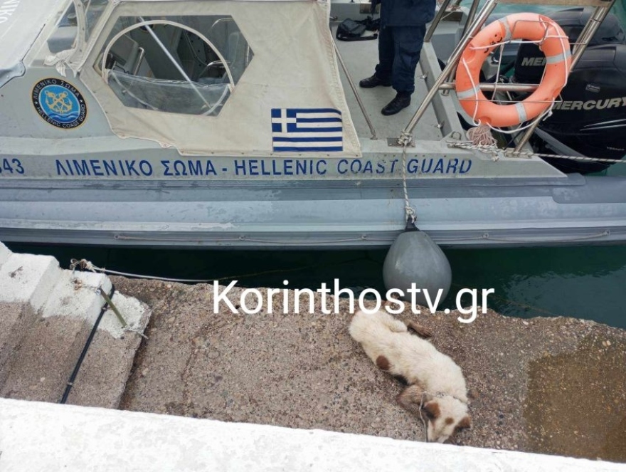 Ισθμός: Λιμενικοί διέσωσαν σκύλο που έπεσε στο κανάλι – Δείτε φωτογραφίες