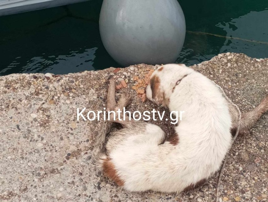 Ισθμός: Λιμενικοί διέσωσαν σκύλο που έπεσε στο κανάλι – Δείτε φωτογραφίες