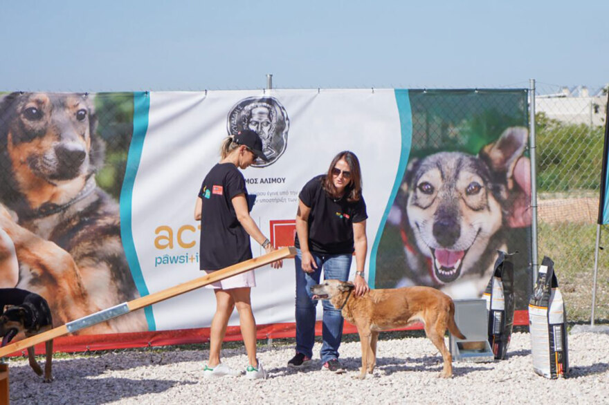 Act Pawsi+ive: Γνωρίστε τους ακούραστους εθελοντές των ζώων