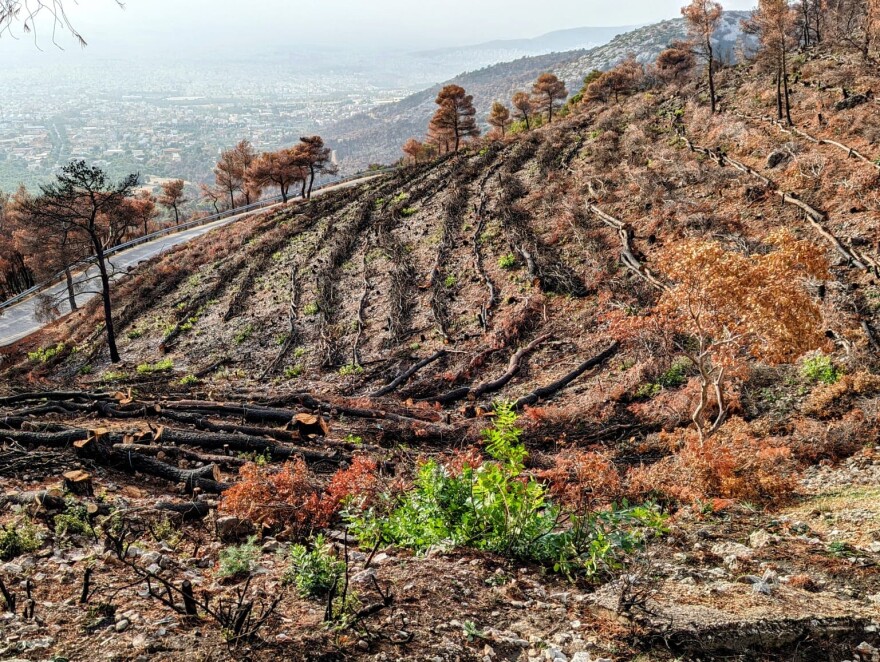 Πάρνηθα: Με ταχείς ρυθμούς προχωρούν τα έργα αποκατάστασης στα καμένα
