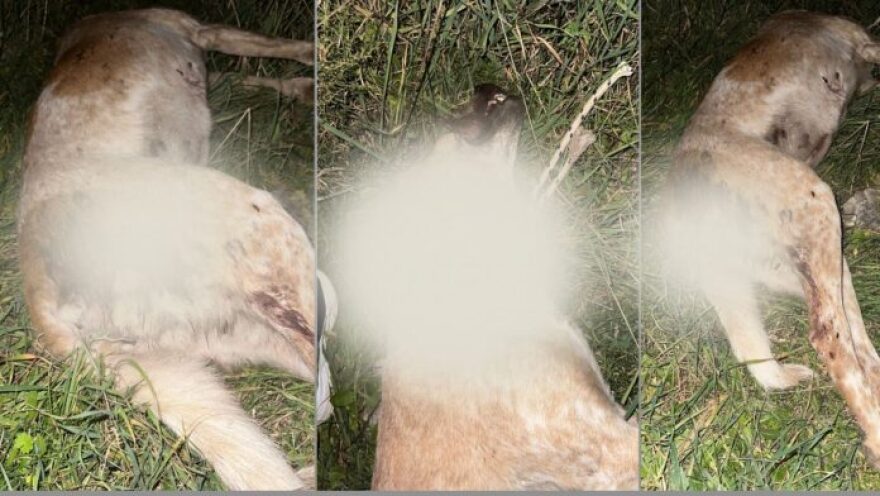 Νέο περιστατικό θανάσιμου βασανισμού ζώου - Σκυλίτσα βρέθηκε νεκρή από πυροβολισμό στον Βόλο 