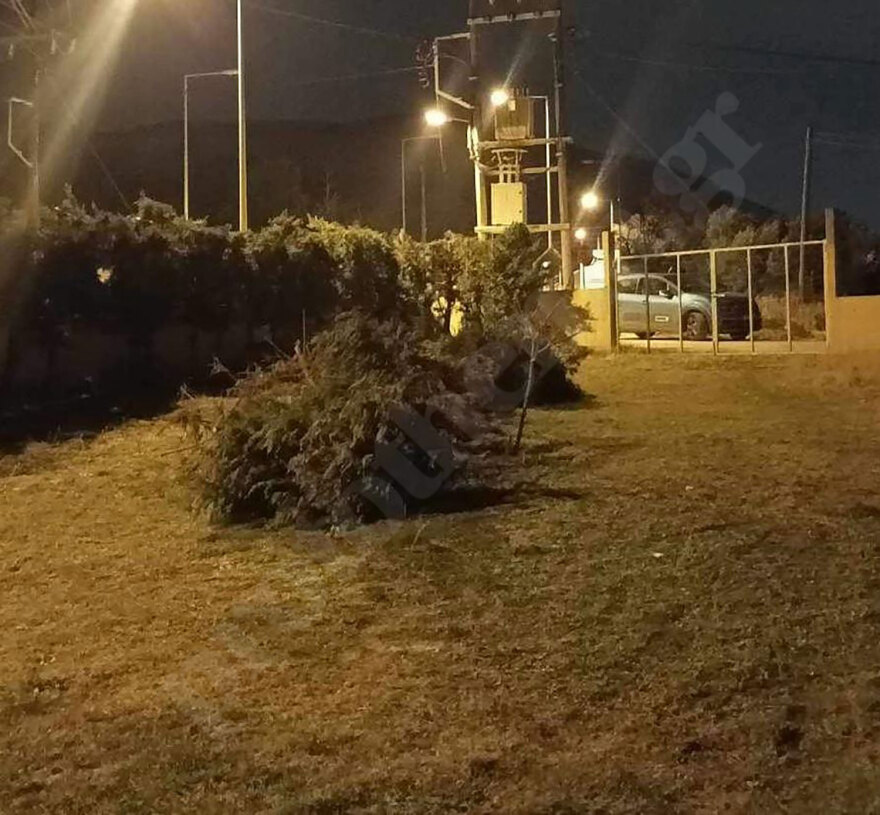 Θεσσαλονίκη: Τα είχα για φύλακες λέει ο 37χρονος για τα σκυλιά που κατασπάραξαν την 50χρονη - Πώς έγινε η επίθεση