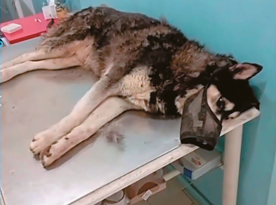 Αράχωβα: Ο Ολιβερ σύμβολο για το φιλοζωικό κίνημα - Το μυστήριο και τα σενάρια για τον άγριο θάνατό του