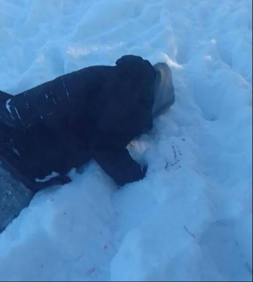 Βίντεο προς... παραδειγματισμό: Οι Ουκρανοί σκότωσαν φιλορώσο πρώην βουλευτή τους στη Μόσχα - Δείτε τις τελευταίες του στιγμές