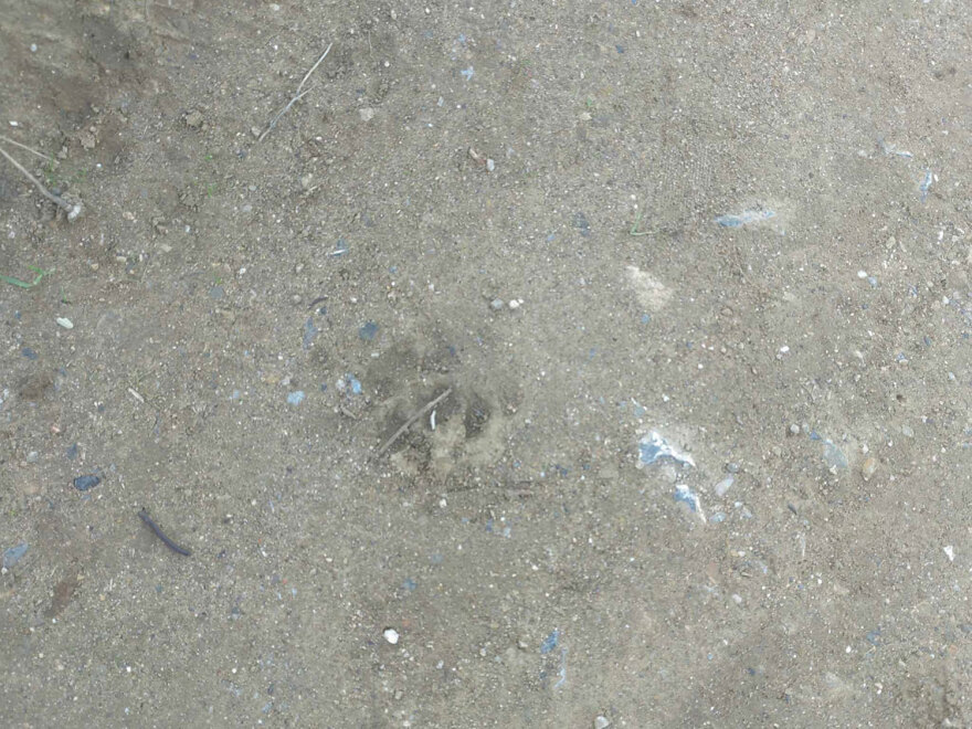 Θεσσαλονίκη: Δεν ήταν επιθετικά, άνοιξαν μια τρύπα και βγήκαν, λέει ο ιδιοκτήτης των σκύλων που σκότωσαν την 50χρονη