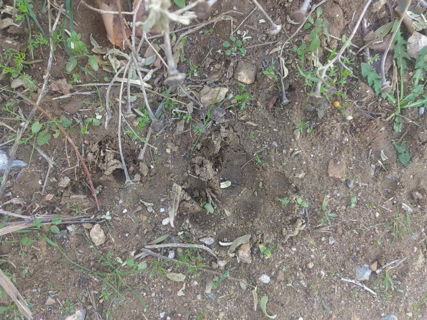 Θεσσαλονίκη: Δεν ήταν επιθετικά, άνοιξαν μια τρύπα και βγήκαν, λέει ο ιδιοκτήτης των σκύλων που σκότωσαν την 50χρονη