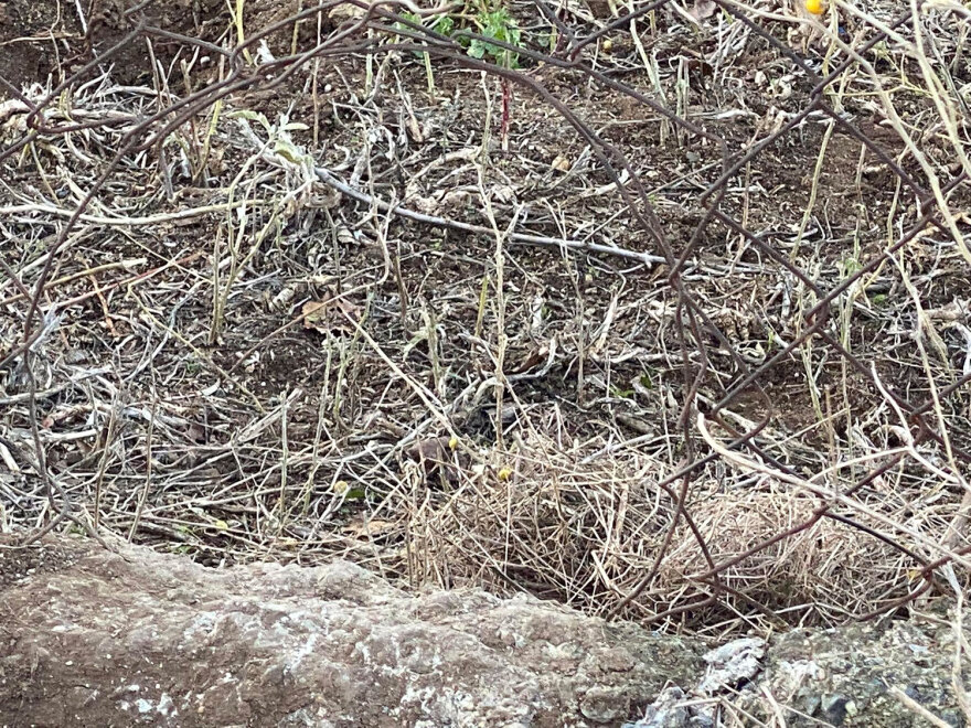 Θεσσαλονίκη: Δεν ήταν επιθετικά, άνοιξαν μια τρύπα και βγήκαν, λέει ο ιδιοκτήτης των σκύλων που σκότωσαν την 50χρονη