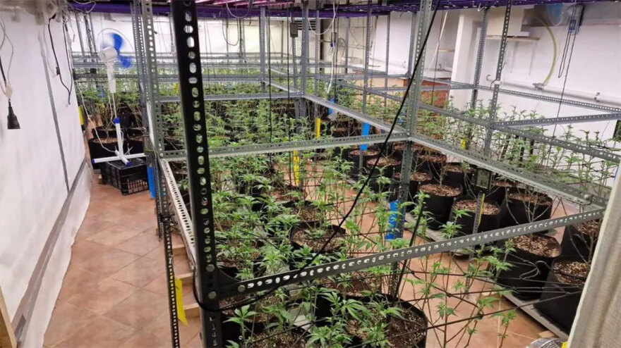 Σπείρα πωλούσε κάνναβη, skunk και ecstasy: Είχαν βγάλει €800.000 - Κατασχέθηκαν 108 κιλά ναρκωτικών