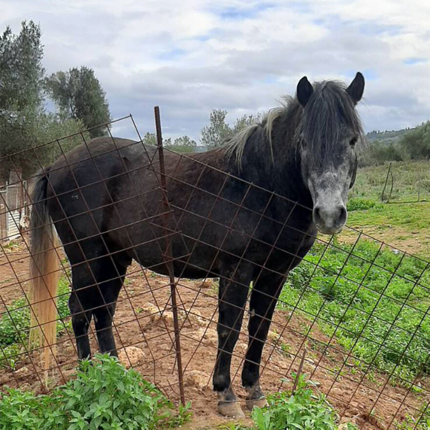 Καταφύγιο αδέσποτων Κεφαλονιάς: Δύο εθελόντριες «φύλακες άγγελοι» για 300 αδέσποτα ζώα