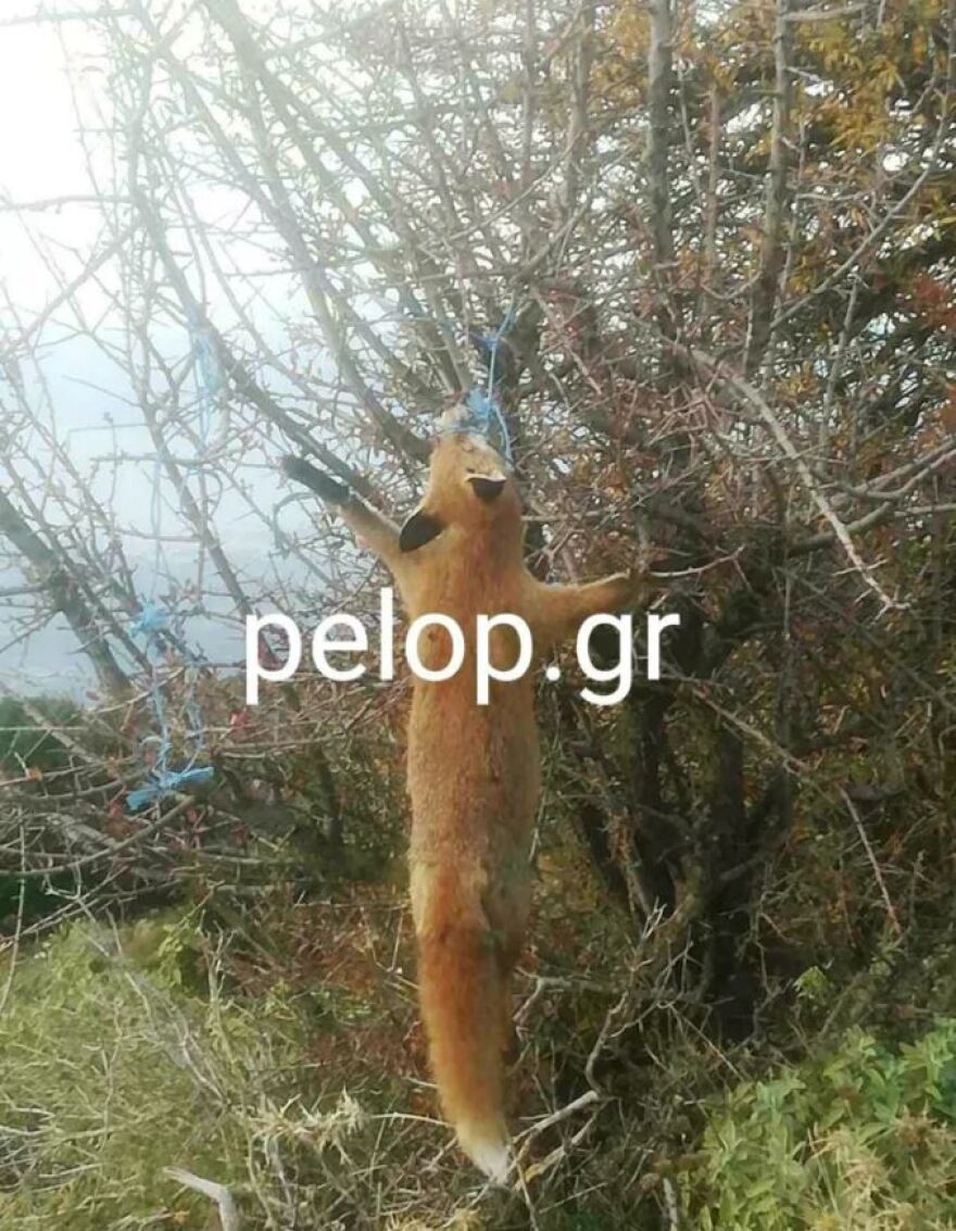 Πάτρα: Κτηνωδία με αλεπού στο Πουρναρόκαστρο, ποδηλάτης την βρήκε κρεμασμένη - Σκληρή εικόνα