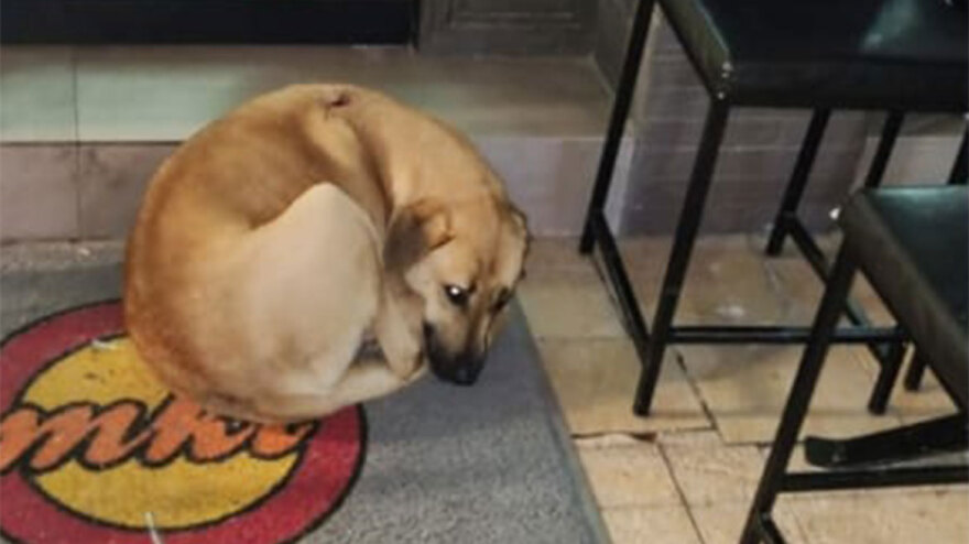 Θεσσαλονίκη: Ρασοφόρος επιτέθηκε με αιχμηρό αντικείμενο και τραυμάτισε αδέσποτο σκυλί στη Θέρμη