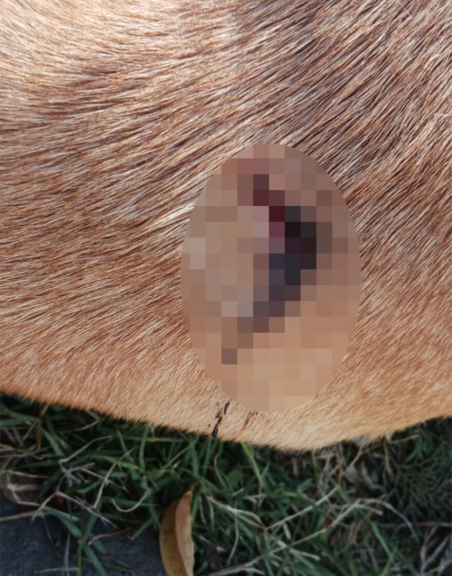 Θεσσαλονίκη: Ρασοφόρος επιτέθηκε με αιχμηρό αντικείμενο και τραυμάτισε αδέσποτο σκυλί στη Θέρμη