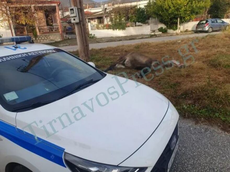 Άλογο βρέθηκε νεκρό και δεμένο σε κολώνα στον Τύρναβο