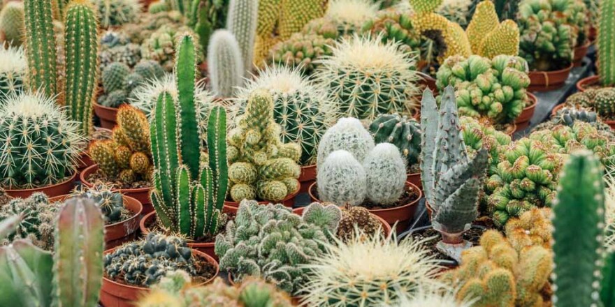 Τι συμβαίνει με το παράνομο εμπόριο κάκτων; - Η μάστιγα της διακίνησης φυτών που πλήττει τον πλανήτη