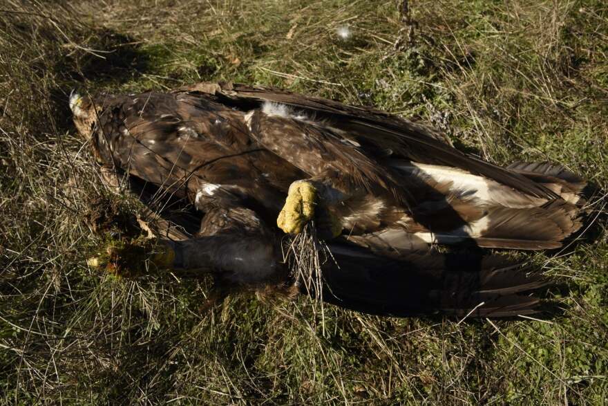 Έβρος: Δηλητηρίασαν σπάνιους χρυσαετούς και άλλα ζώα