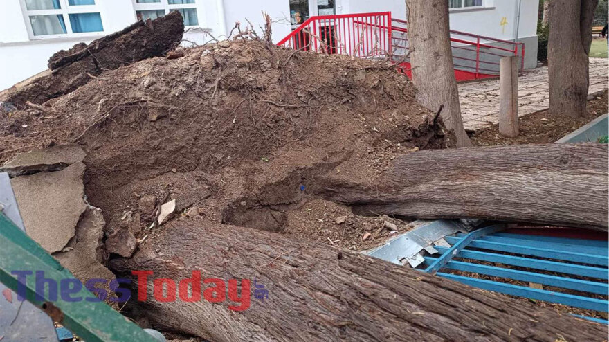Πτώσεις δέντρων σε σχολείο στη Θεσσαλονίκη - Ξηλώθηκε καγκελόπορτα, καταπλακώθηκαν τρία ΙΧ