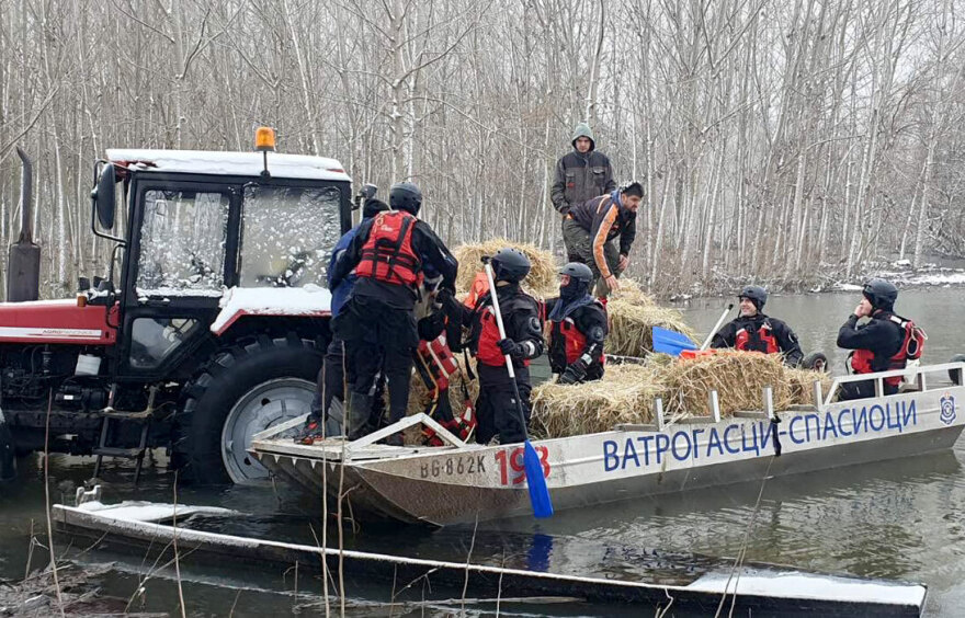 Σερβία: Επιχείρηση για τη διάσωση εκατοντάδων ζώων που παγιδεύτηκαν σε νησί του Δούναβη
