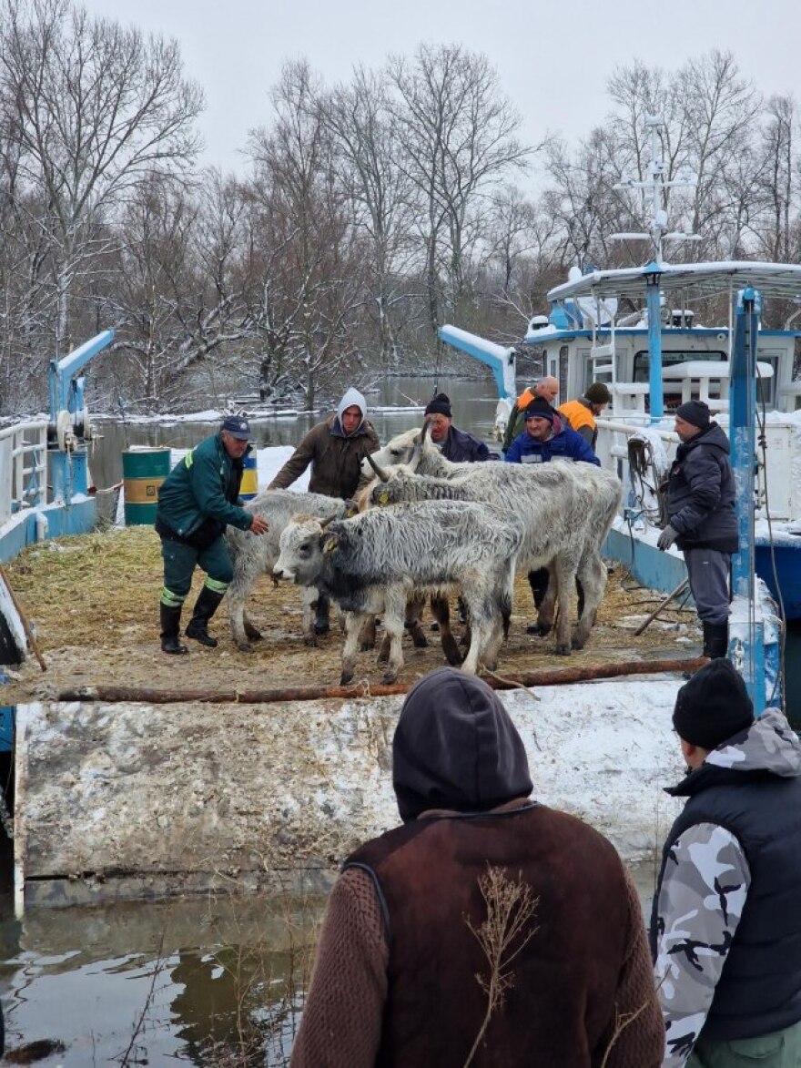 Σερβία: Επιχείρηση για τη διάσωση εκατοντάδων ζώων που παγιδεύτηκαν σε νησί του Δούναβη