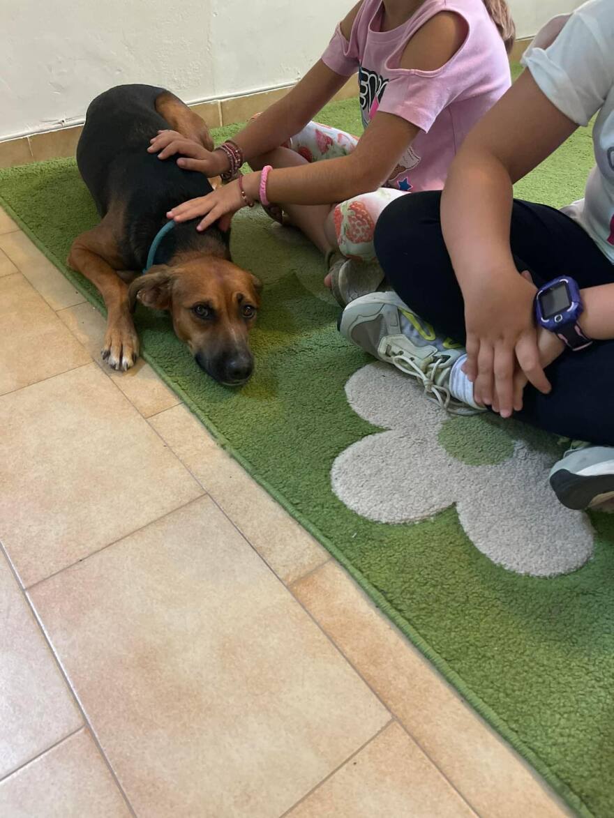 Λέρος: Δημιουργήθηκε το πρώτο pet friendly σχολείο