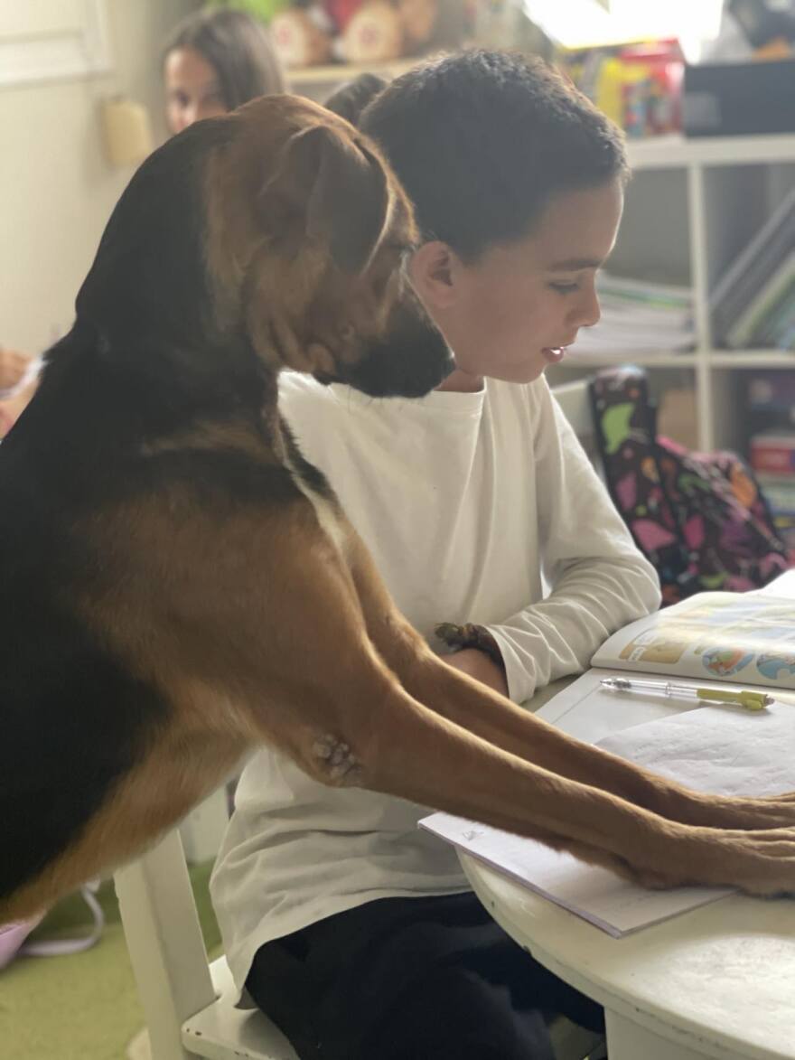 Λέρος: Δημιουργήθηκε το πρώτο pet friendly σχολείο