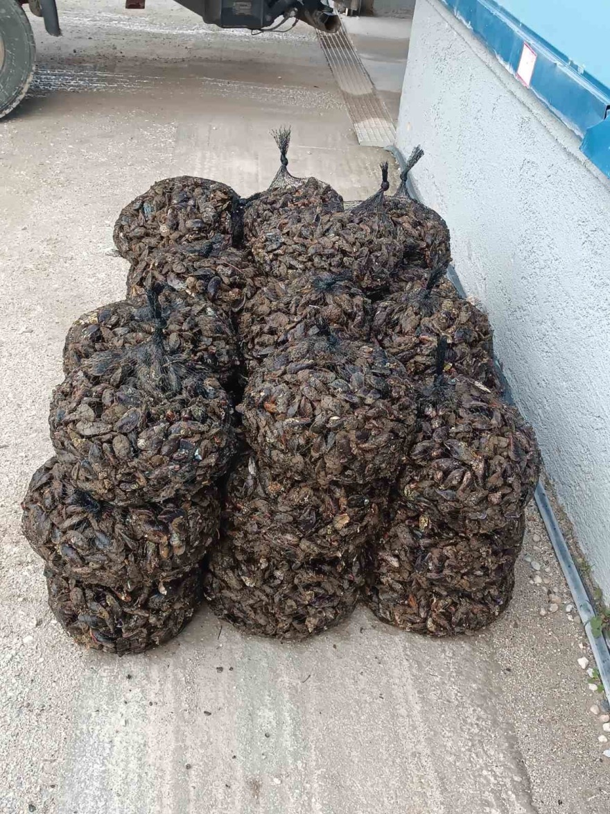 Λέσβος: Θα πωλούσαν μισό τόνο ακατάλληλα όστρακα 