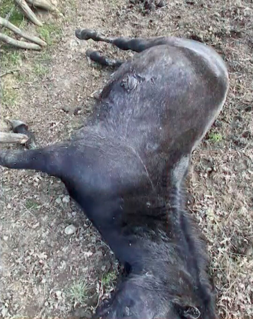 Σαμαρίνα: Σκληρές εικόνες από την κτηνωδία με τα σφαγιασμένα άλογα 