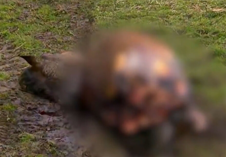 Σαμαρίνα: Σκληρές εικόνες από την κτηνωδία με τα σφαγιασμένα άλογα 