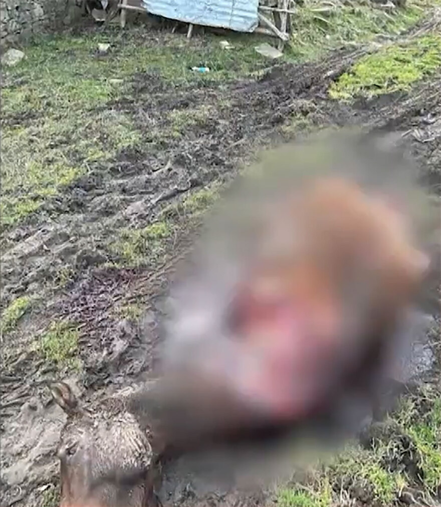 Σαμαρίνα: Σκληρές εικόνες από την κτηνωδία με τα σφαγιασμένα άλογα 